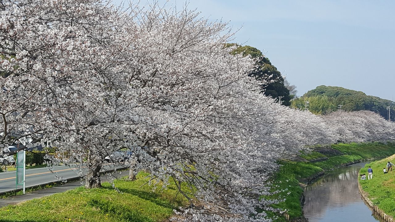 静岡県西部　桜開花情報