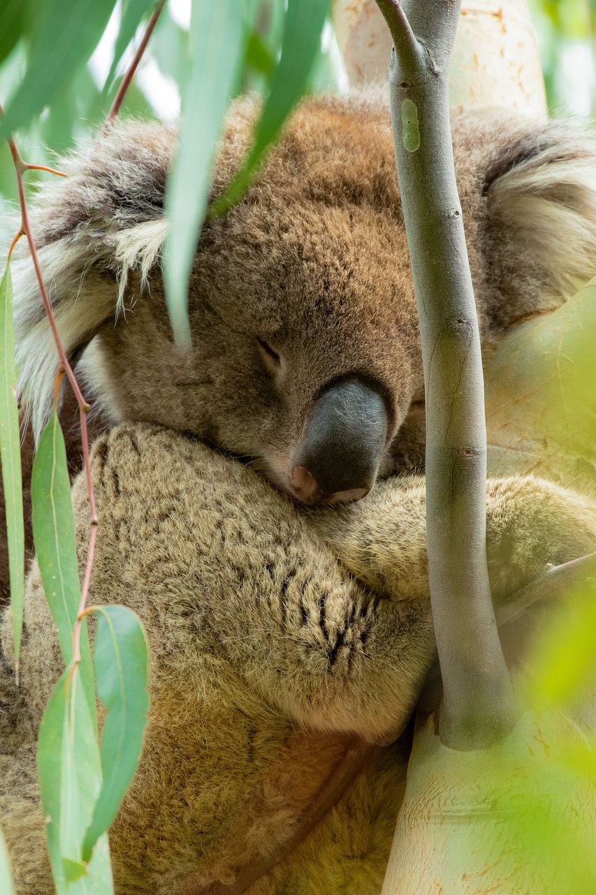 動物の睡眠時間